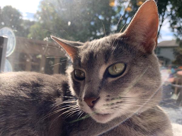 /Images/uploads/Cat Welfare Association/CatWelfare/entries/33889thumb.jpg